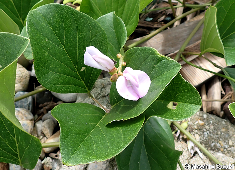 ハマナタマメ Canavalia lineata