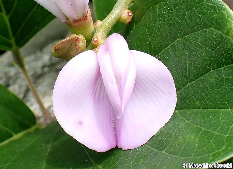 ハマナタマメ Canavalia lineata