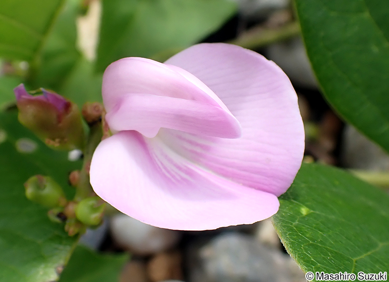 ハマナタマメ Canavalia lineata