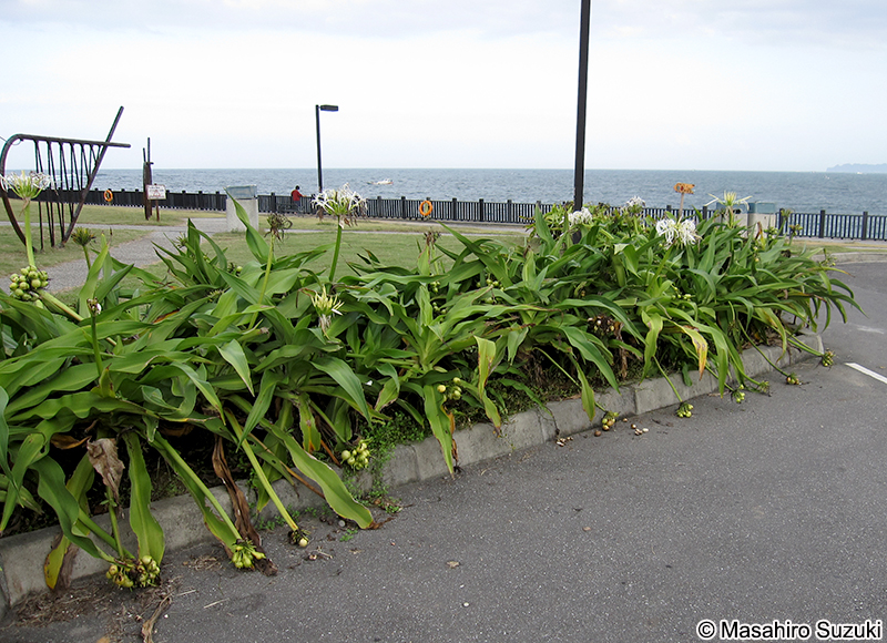 ハマオモト Crinum asiaticum var. japonicum