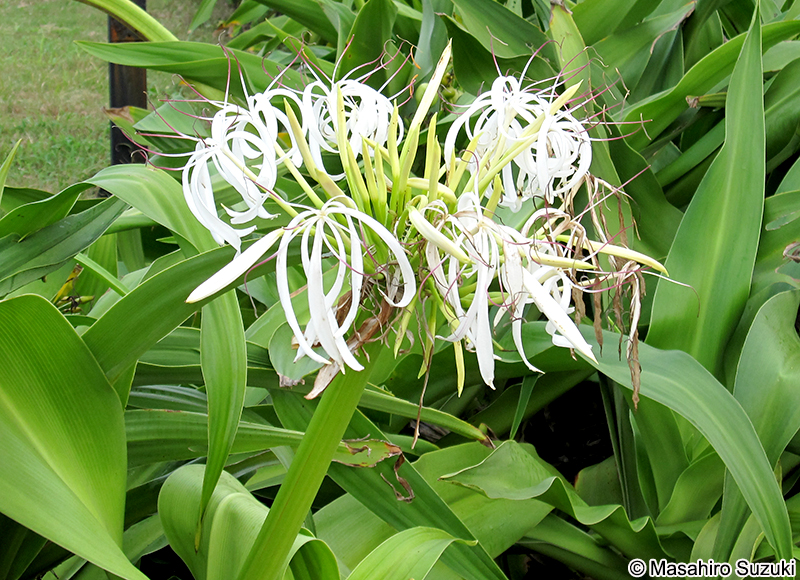 ハマオモト Crinum asiaticum var. japonicum
