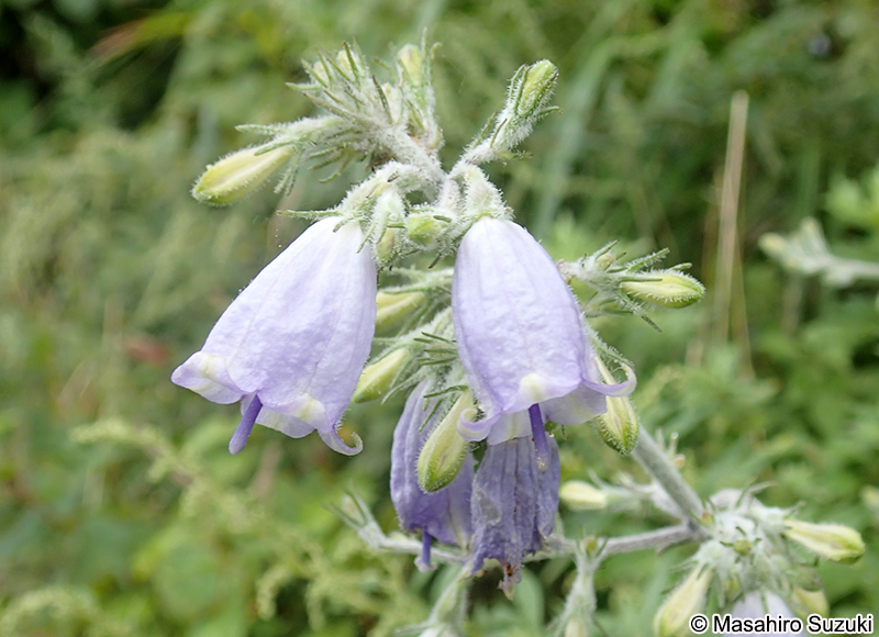 ハマシャジン Adenophora triphylla f. glabra