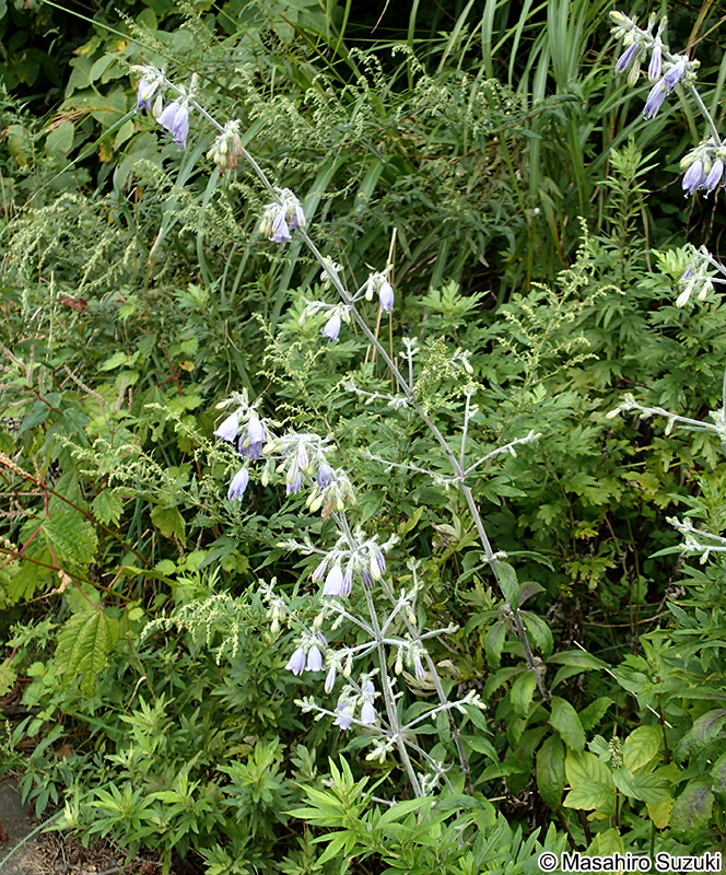 ハマシャジン Adenophora triphylla f. glabra