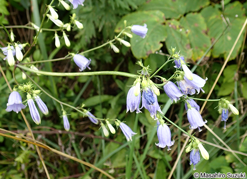 ハマシャジン Adenophora triphylla f. glabra
