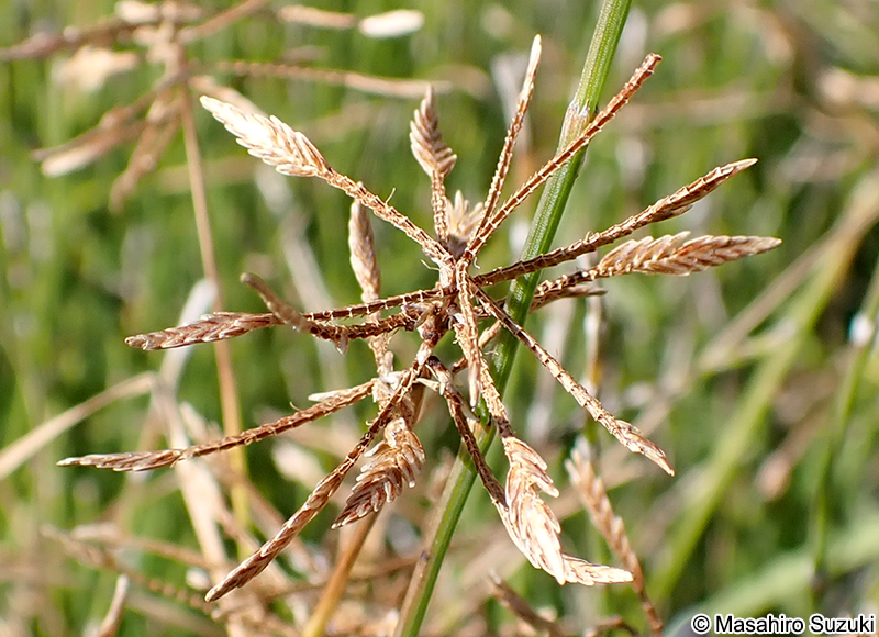 ハマスゲ Cyperus rotundus