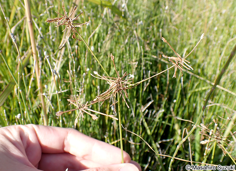 ハマスゲ Cyperus rotundus