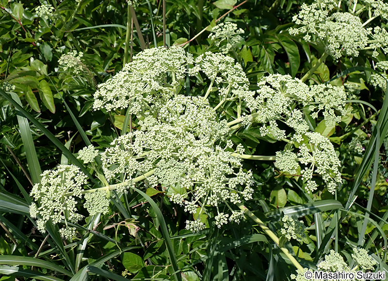 ハマウド Angelica japonica