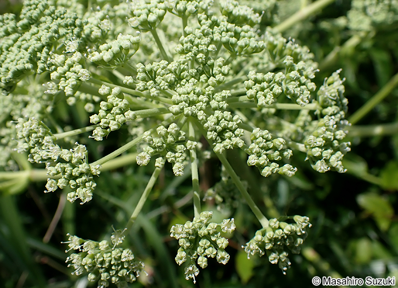ハマウド Angelica japonica