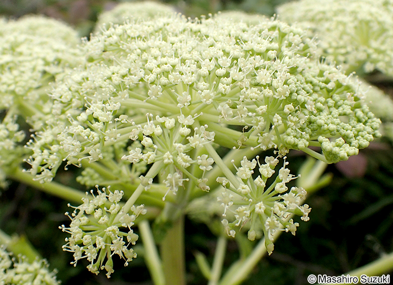 ハマウド Angelica japonica