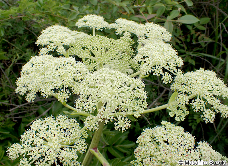 ハマウド Angelica japonica
