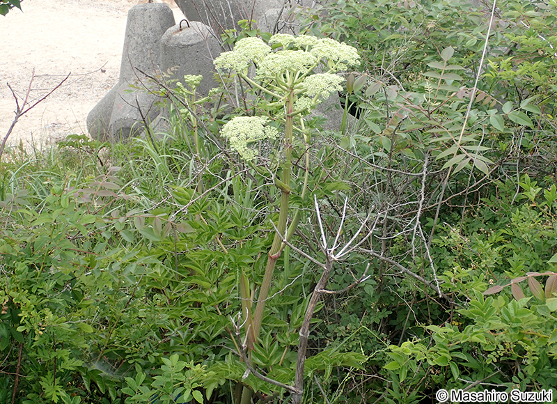 ハマウド Angelica japonica