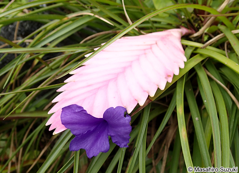 タテハナアナナス Tillandsia cyanea
