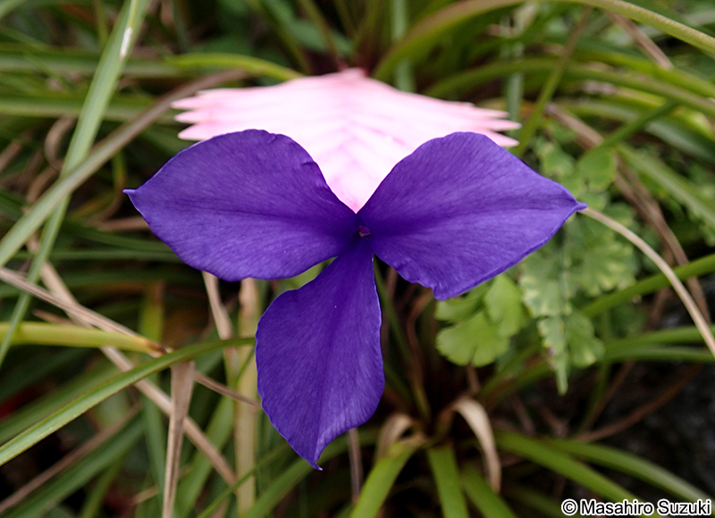 タテハナアナナス Tillandsia cyanea