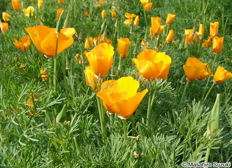 ハナビシソウ Eschscholzia californica