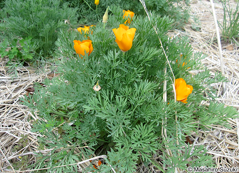 ハナビシソウ Eschscholzia californica