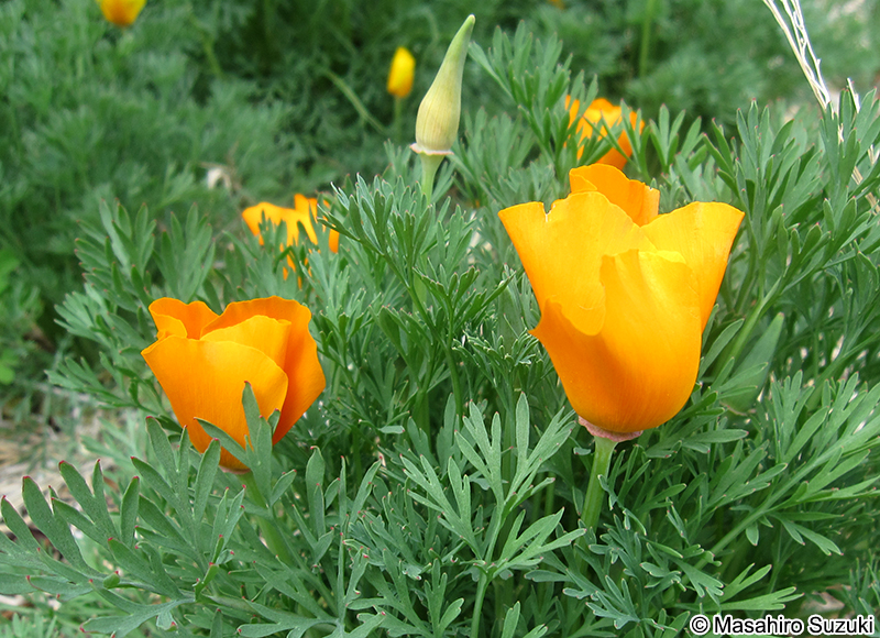 ハナビシソウ Eschscholzia californica