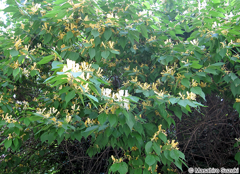 ハナヒョウタンボク Lonicera maackii
