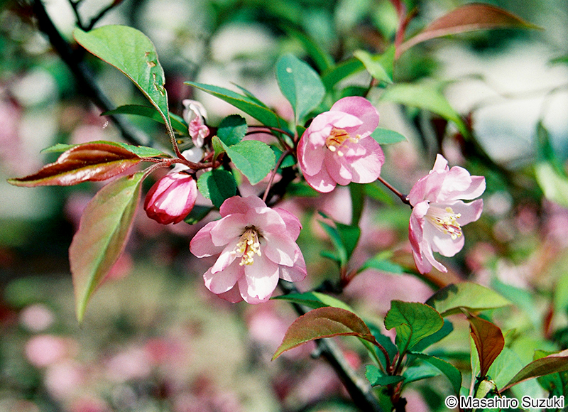 ハナカイドウ Malus halliana