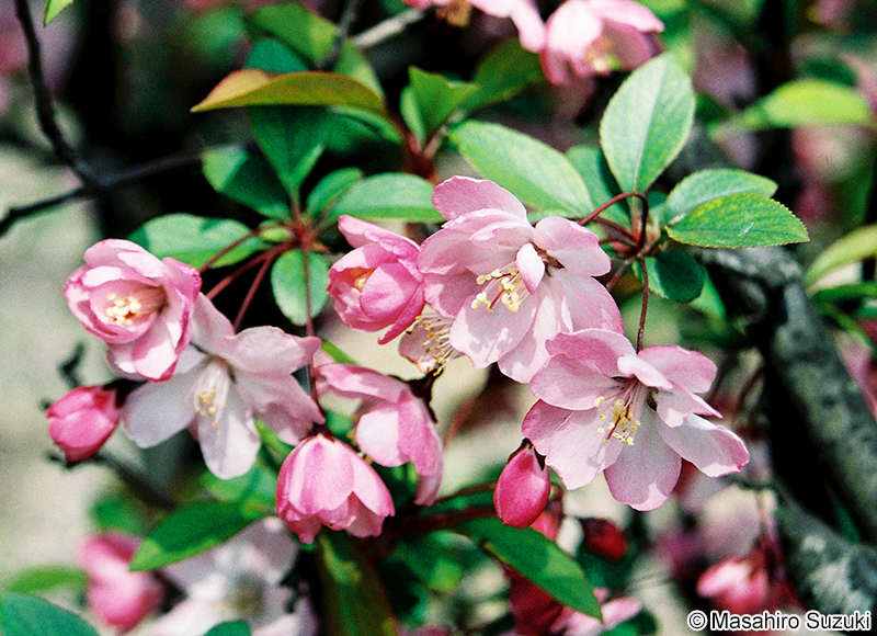 ハナカイドウ Malus halliana