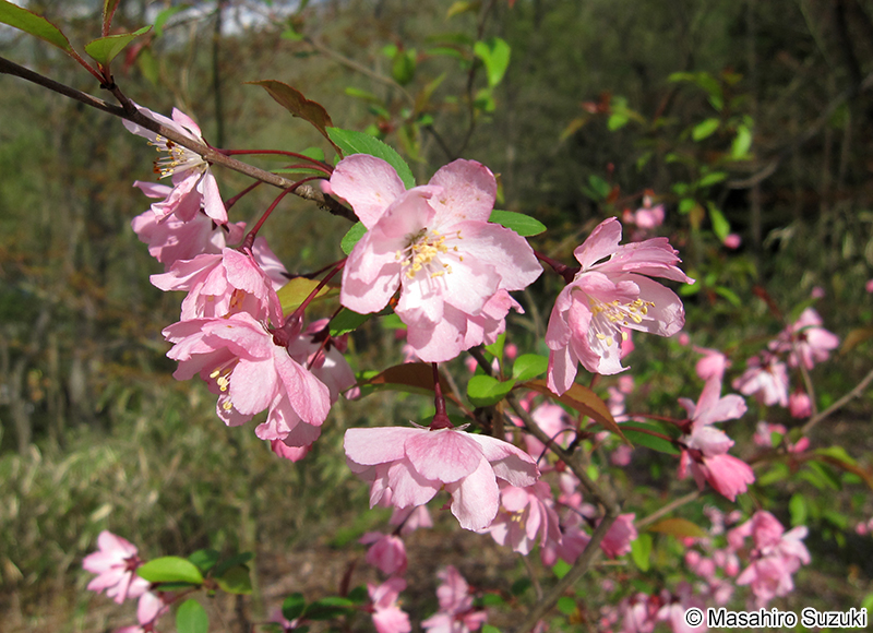 ハナカイドウ Malus halliana
