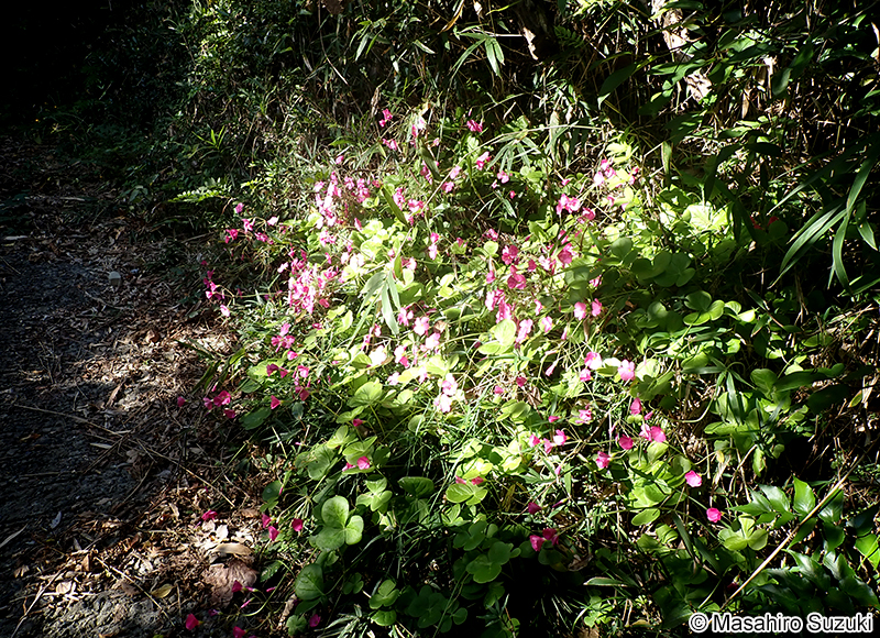 ハナカタバミ Oxalis bowiei