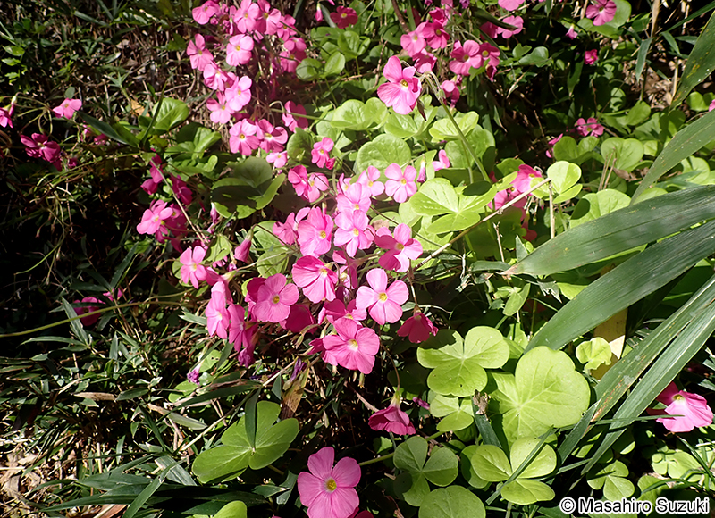 ハナカタバミ Oxalis bowiei