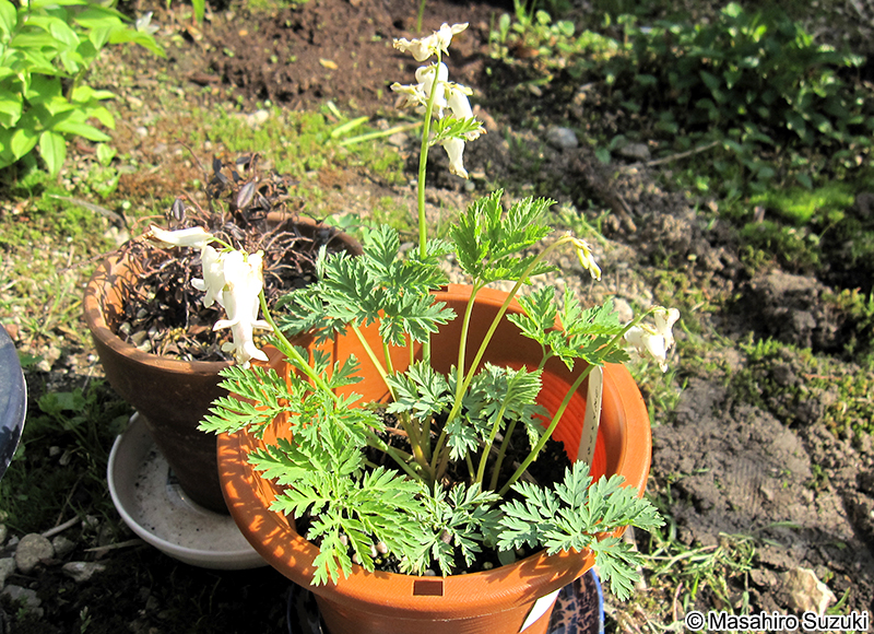 ハナケマンソウ Dicentra formosa