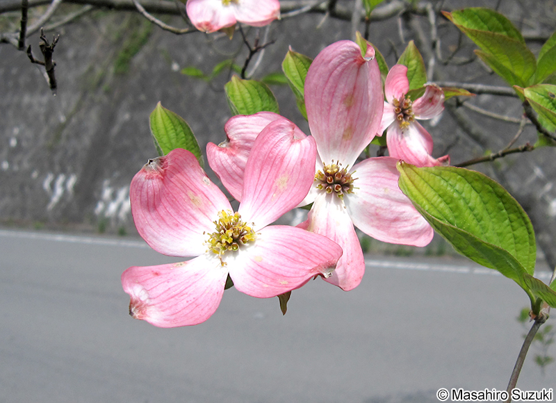 ハナミズキ Cornus florida