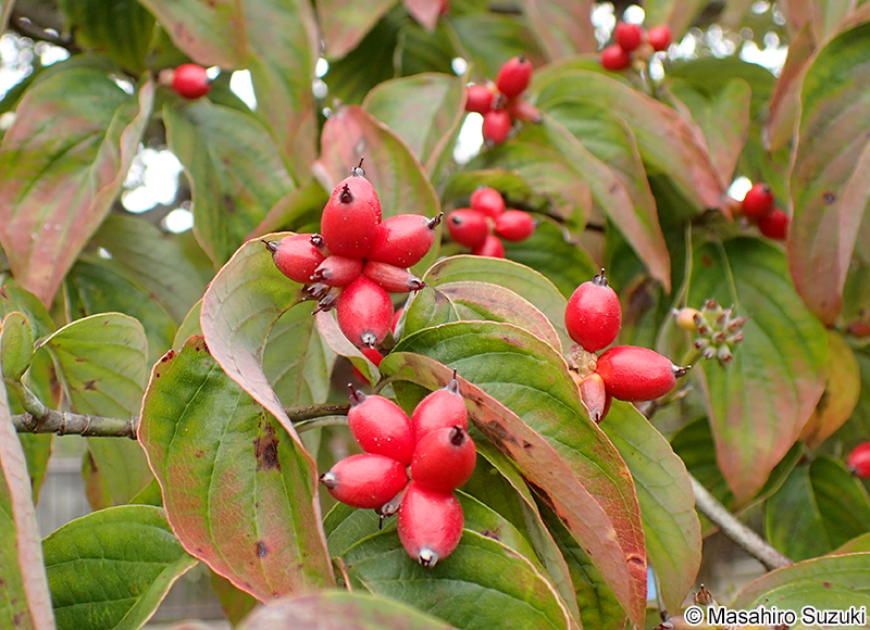 ハナミズキの果実