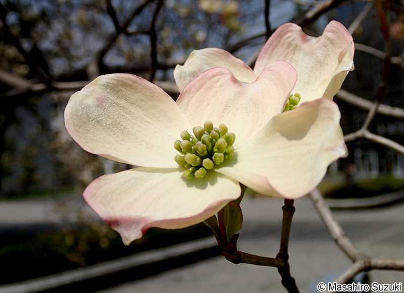 ハナミズキ Cornus florida