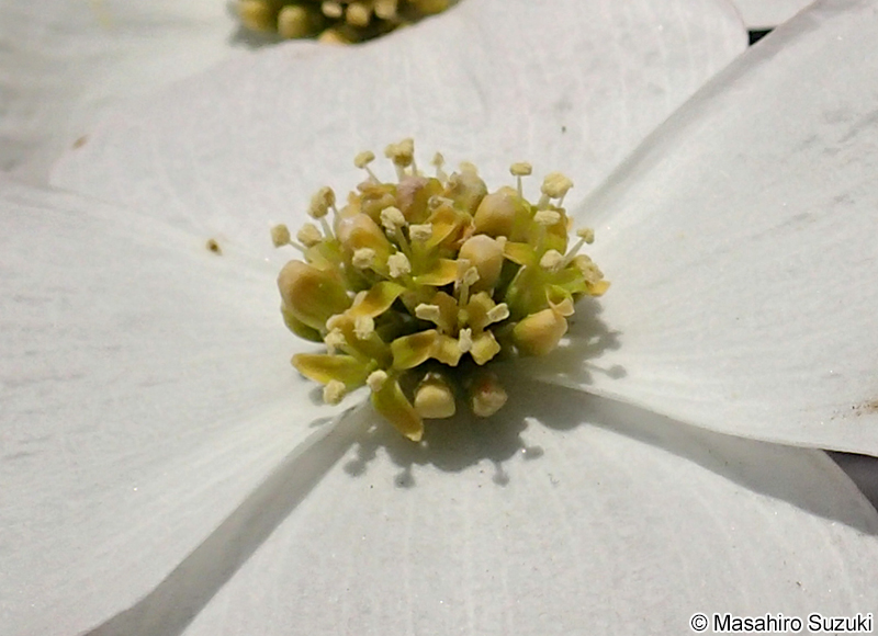 ハナミズキの花