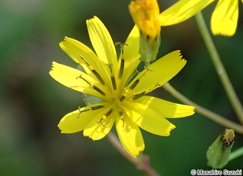 ハナニガナ Ixeridium dentatum f. amplifolium