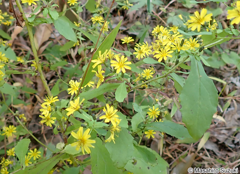 ハナニガナ Ixeridium dentatum f. amplifolium