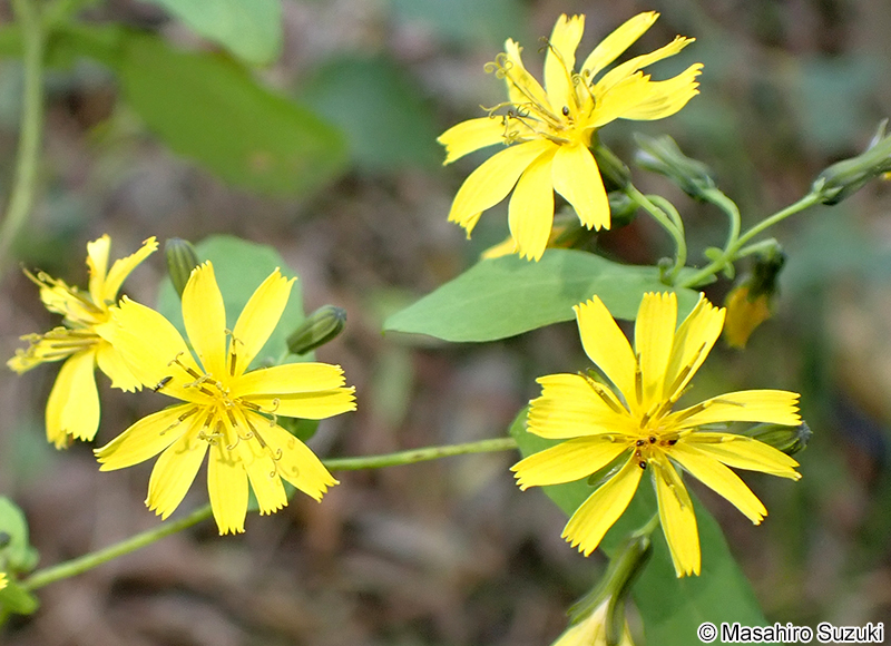 ハナニガナ Ixeridium dentatum f. amplifolium