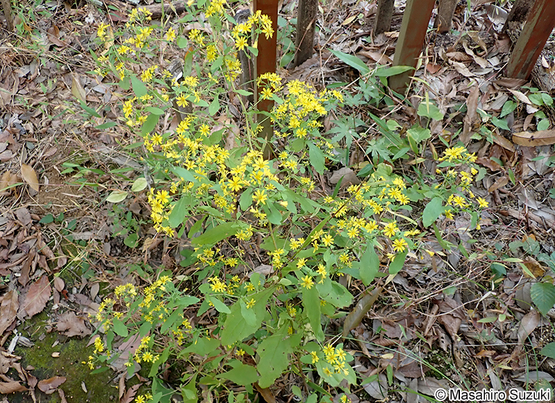 ハナニガナ Ixeridium dentatum f. amplifolium