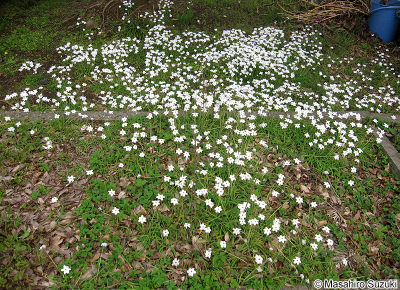ハナニラ Ipheion uniflorum