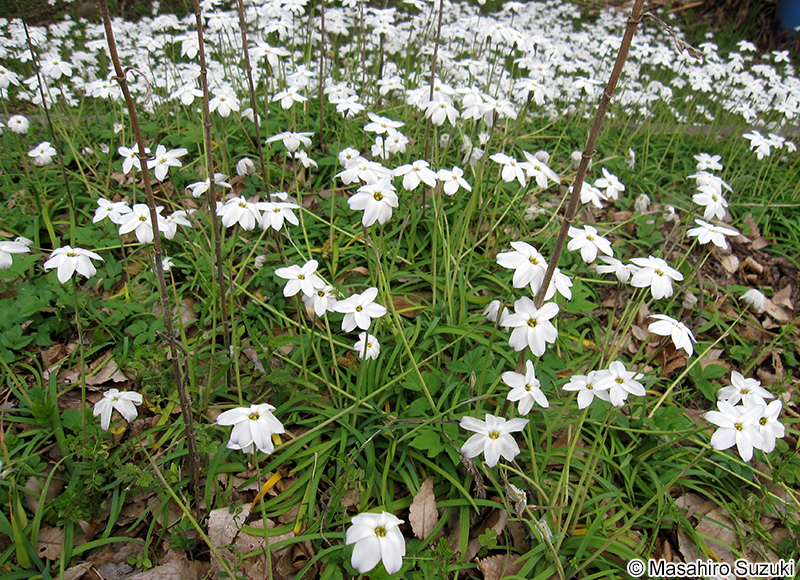ハナニラ Ipheion uniflorum