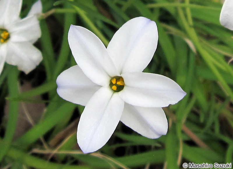 ハナニラ Ipheion uniflorum