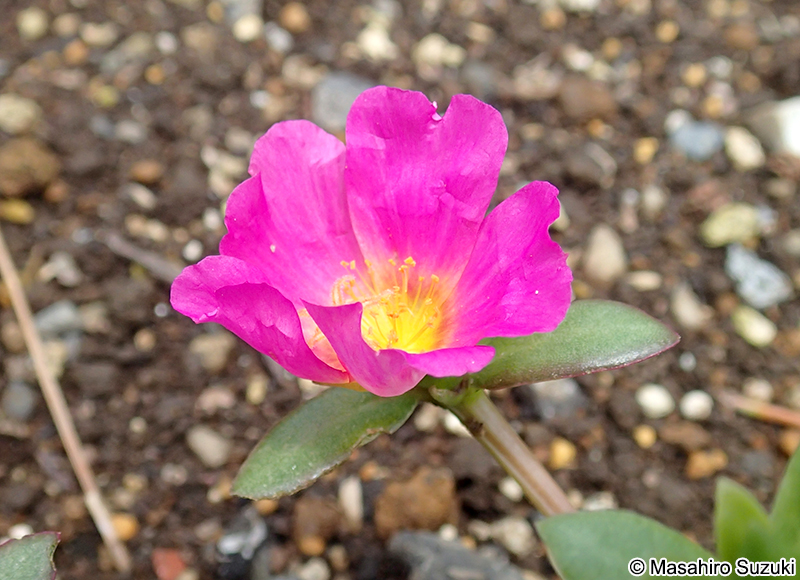 ハナスベリヒユ Portulaca oleracea × P. grandiflora