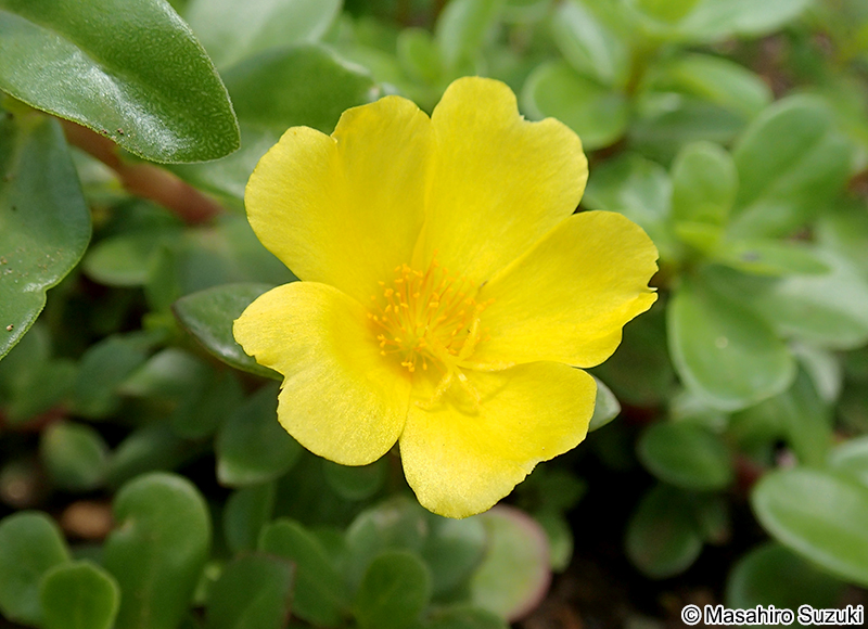 ハナスベリヒユ Portulaca oleracea × P. grandiflora