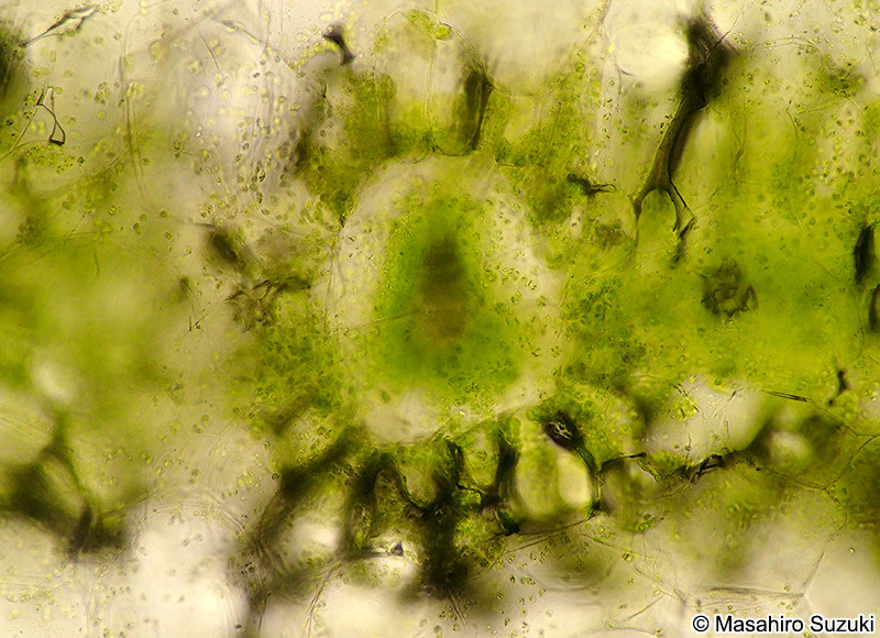 ハナスベリヒユの葉の維管束