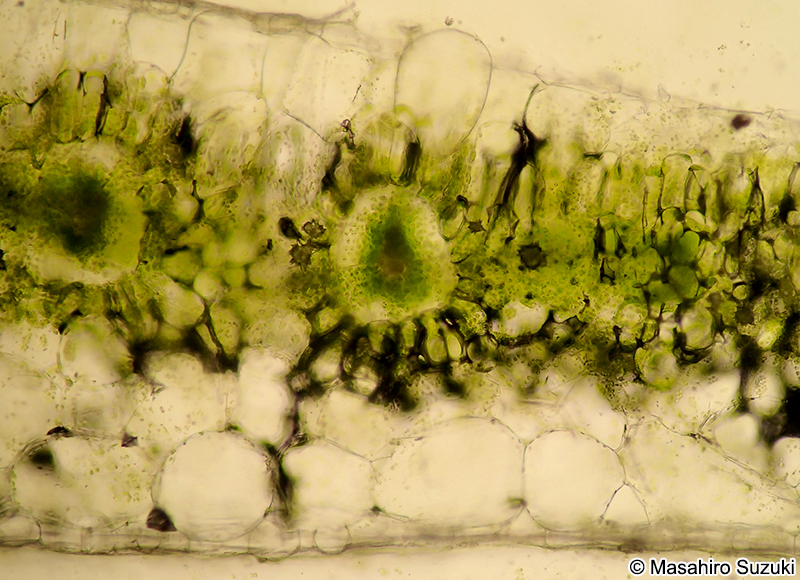 ハナスベリヒユの葉の横断面