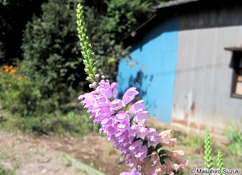 ハナトラノオ Physostegia virginiana