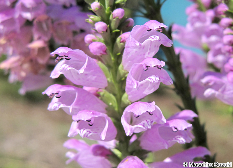 ハナトラノオ Physostegia virginiana
