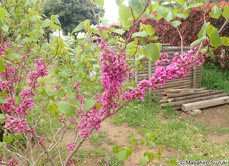 ハナズオウ Cercis chinensis