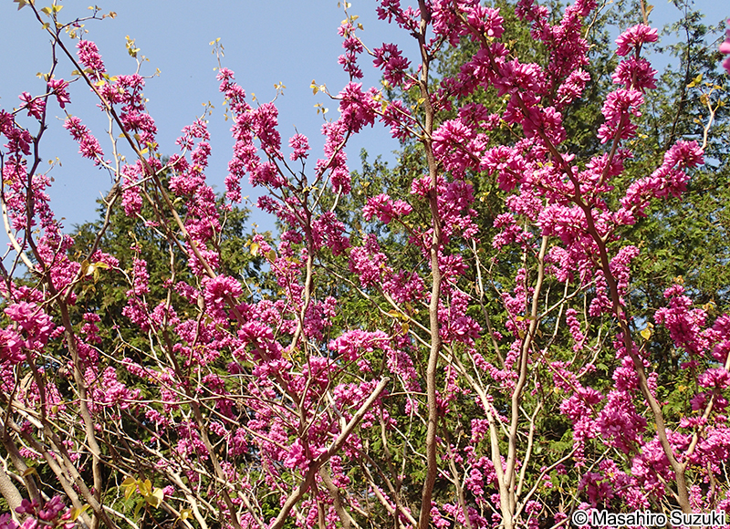 ハナズオウ Cercis chinensis