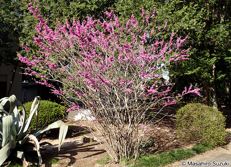 ハナズオウ Cercis chinensis