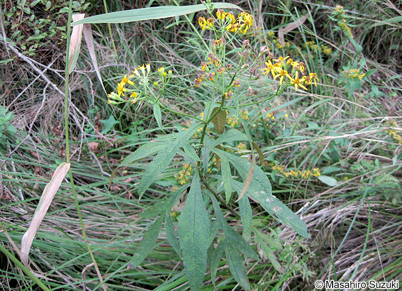 ハンゴンソウ Senecio cannabifolius