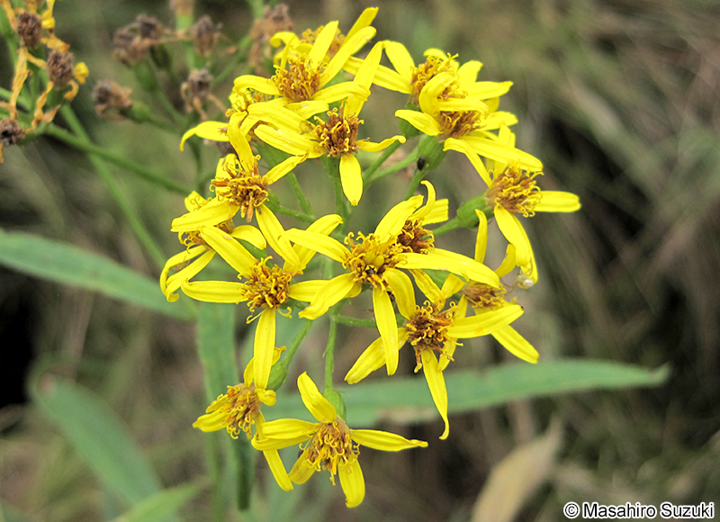 ハンゴンソウ Senecio cannabifolius