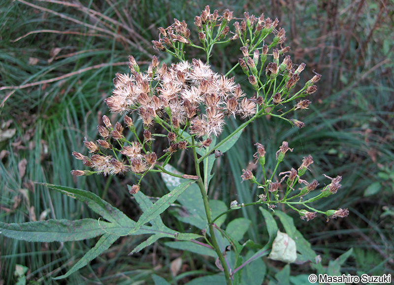 ハンゴンソウ Senecio cannabifolius